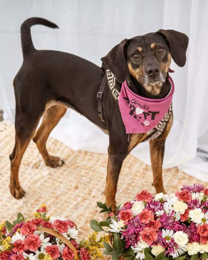 Enlarge Callie, a Adoptable mixed breed in Gillsville, GA image 4/6