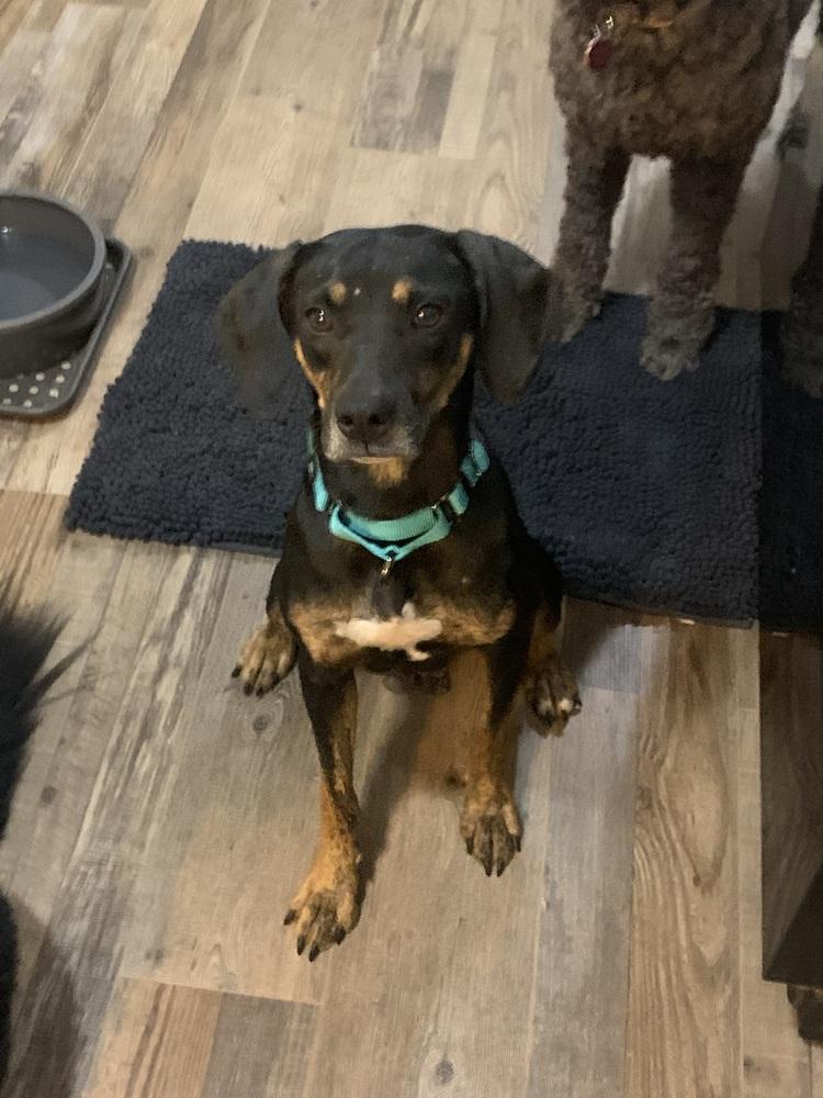 Enlarge Callie, a Adoptable mixed breed in Gillsville, GA image 5/6