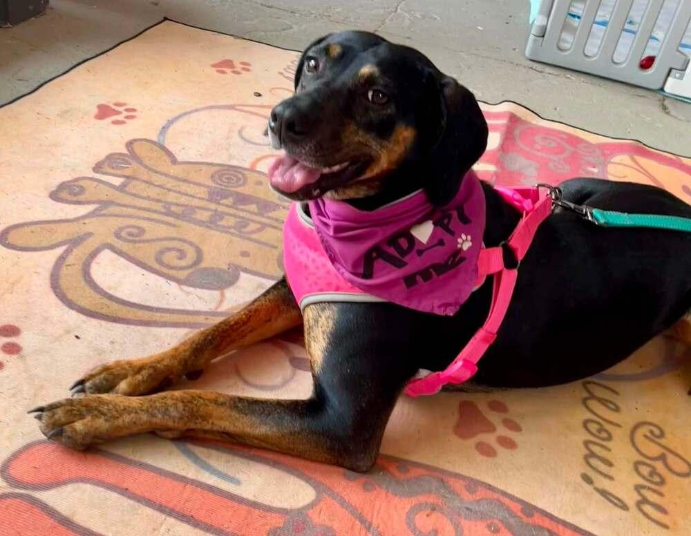 Enlarge Callie, a Adoptable mixed breed in Gillsville, GA image 6/6