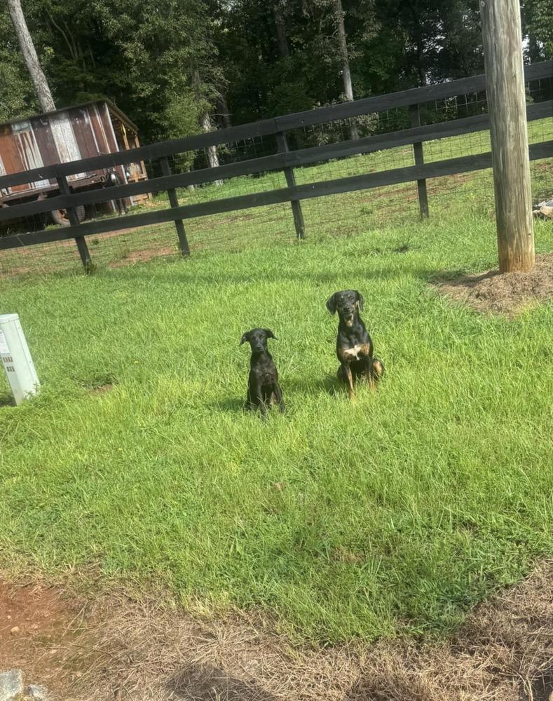 Enlarge Callie, a Adoptable mixed breed in Gillsville, GA image 6/6