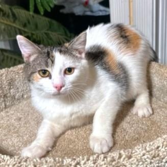 Cobbler The Cuddler! thumbnail 3