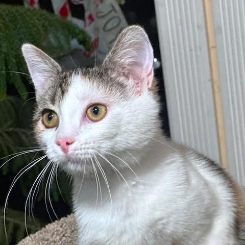 Cobbler The Cuddler! thumbnail 4