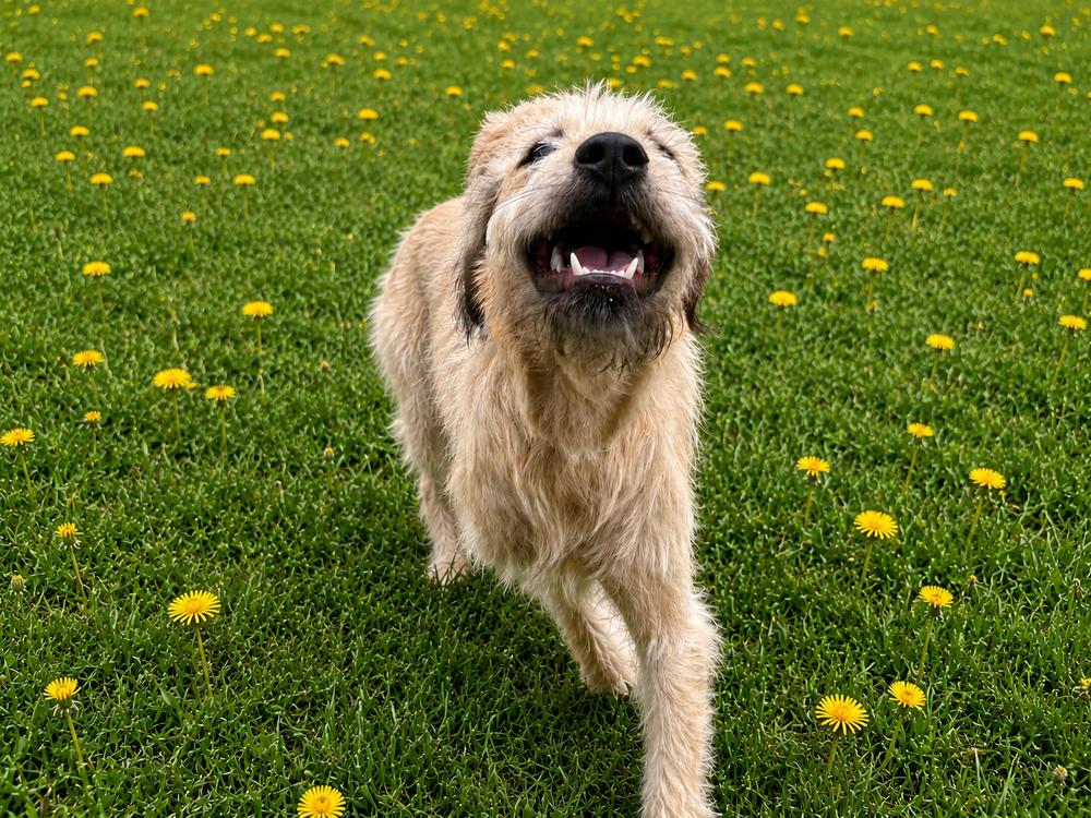 Kelce, Adoptable, Young Male Wheaten Terrier.