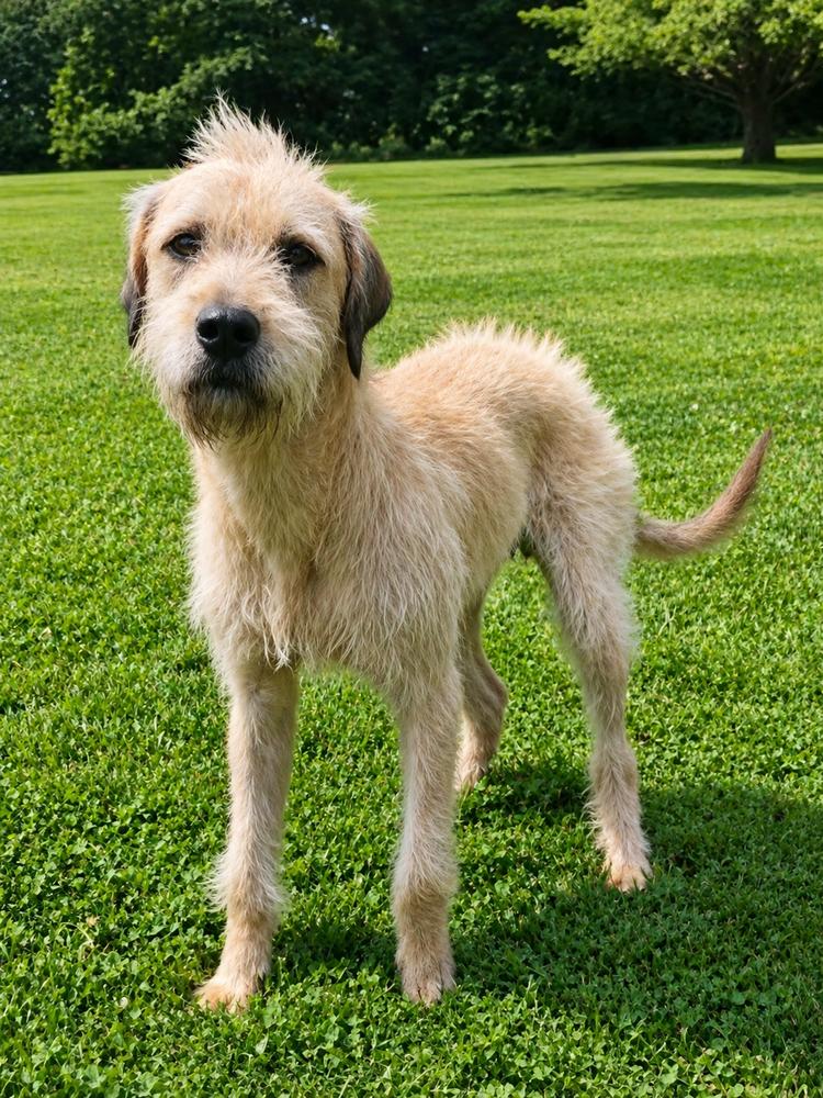 Kelce, a Adoptable mixed breed in Oakland, MI image 2/6