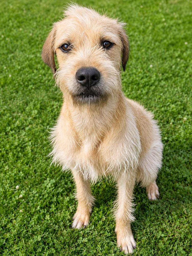 Kelce, Adoptable, Young Male Goldendoodle & Wheaten Terrier.