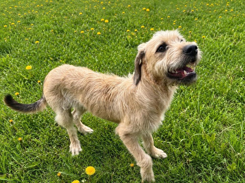 Kelce, a Adoptable mixed breed in Oakland, MI image 4/4