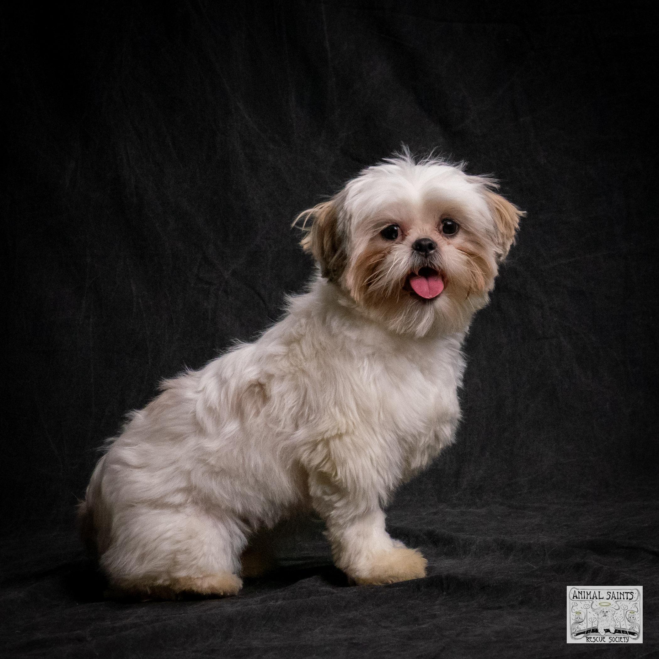 Lolita, Adoptable, Young Female Shih Tzu.