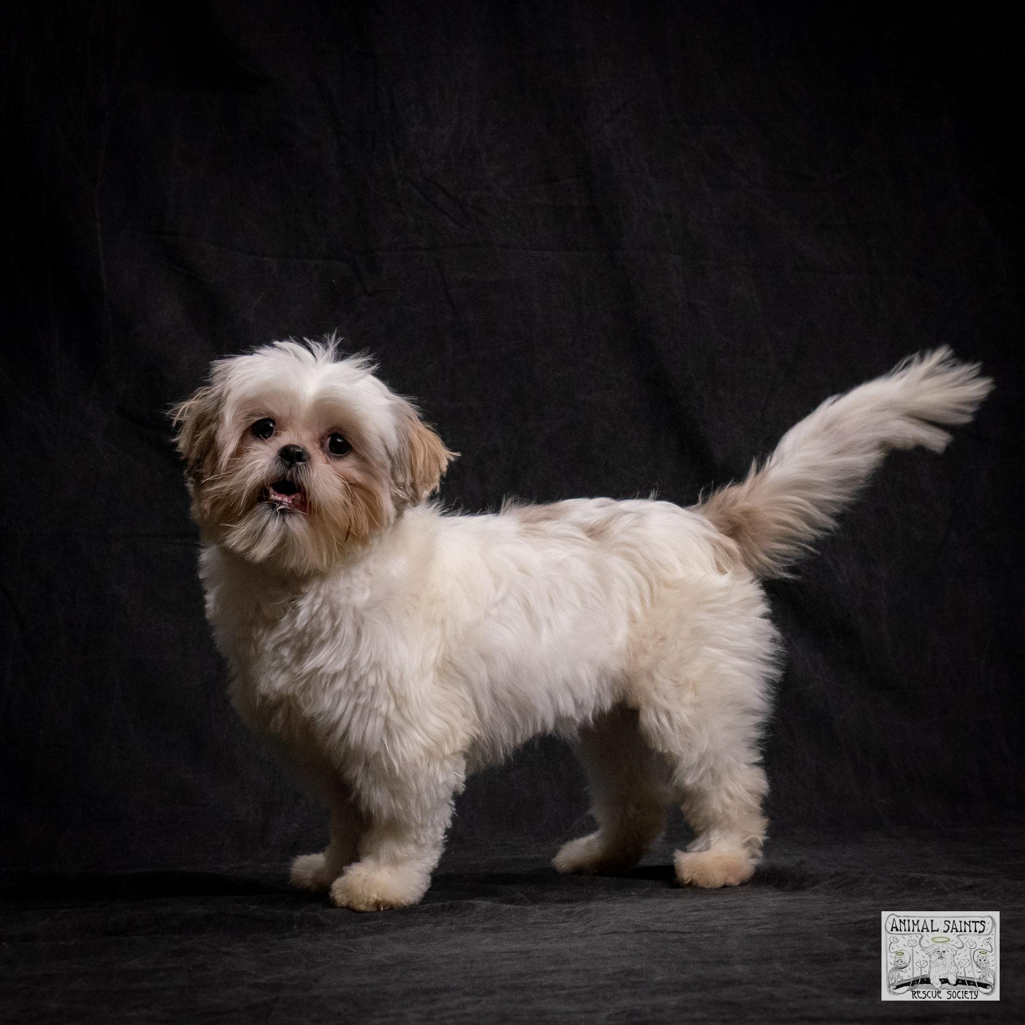 Lolita, a Adoptable mixed breed in Fort Montgomery, NY image 2/6