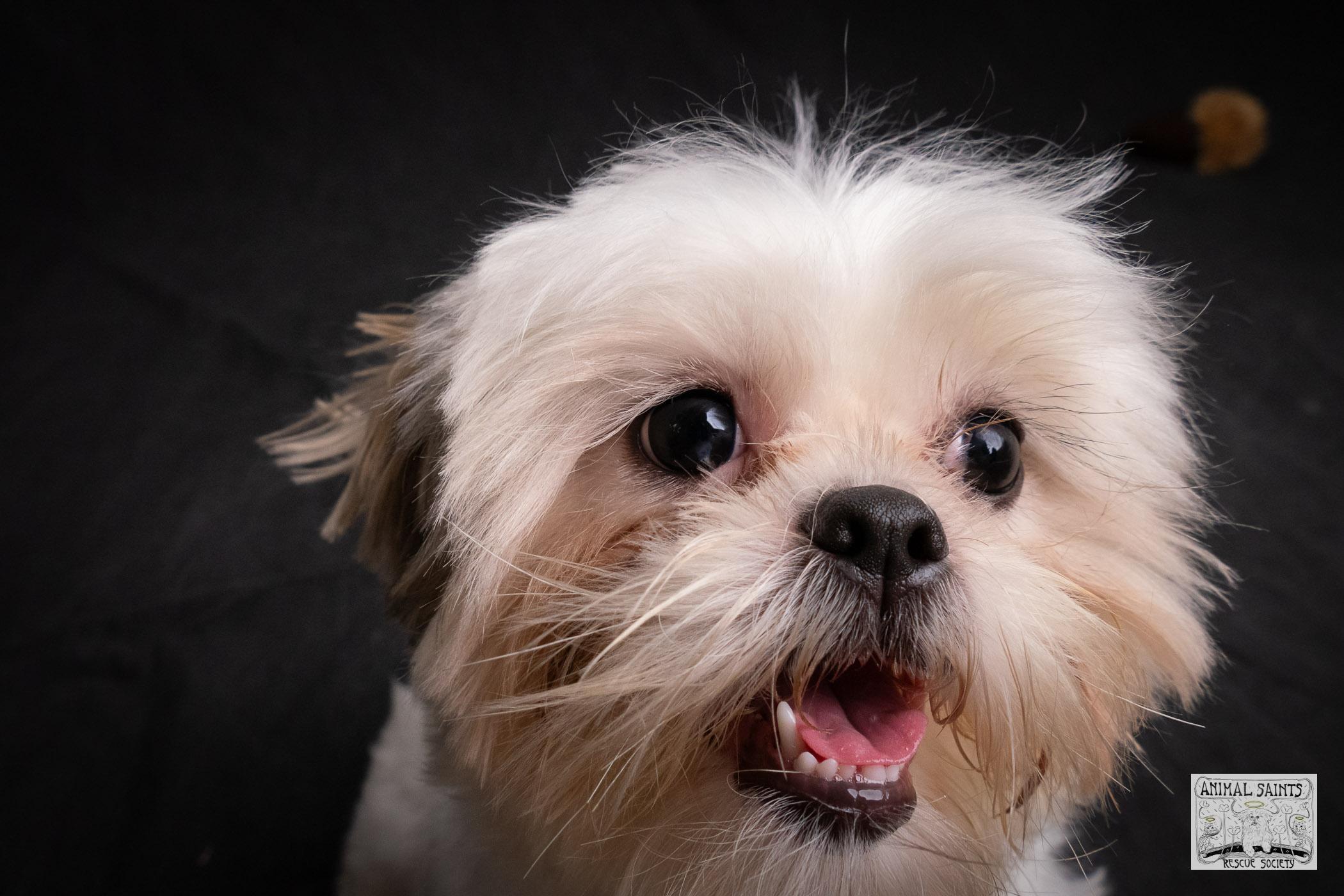 Lolita, a Adoptable mixed breed in Fort Montgomery, NY image 3/6