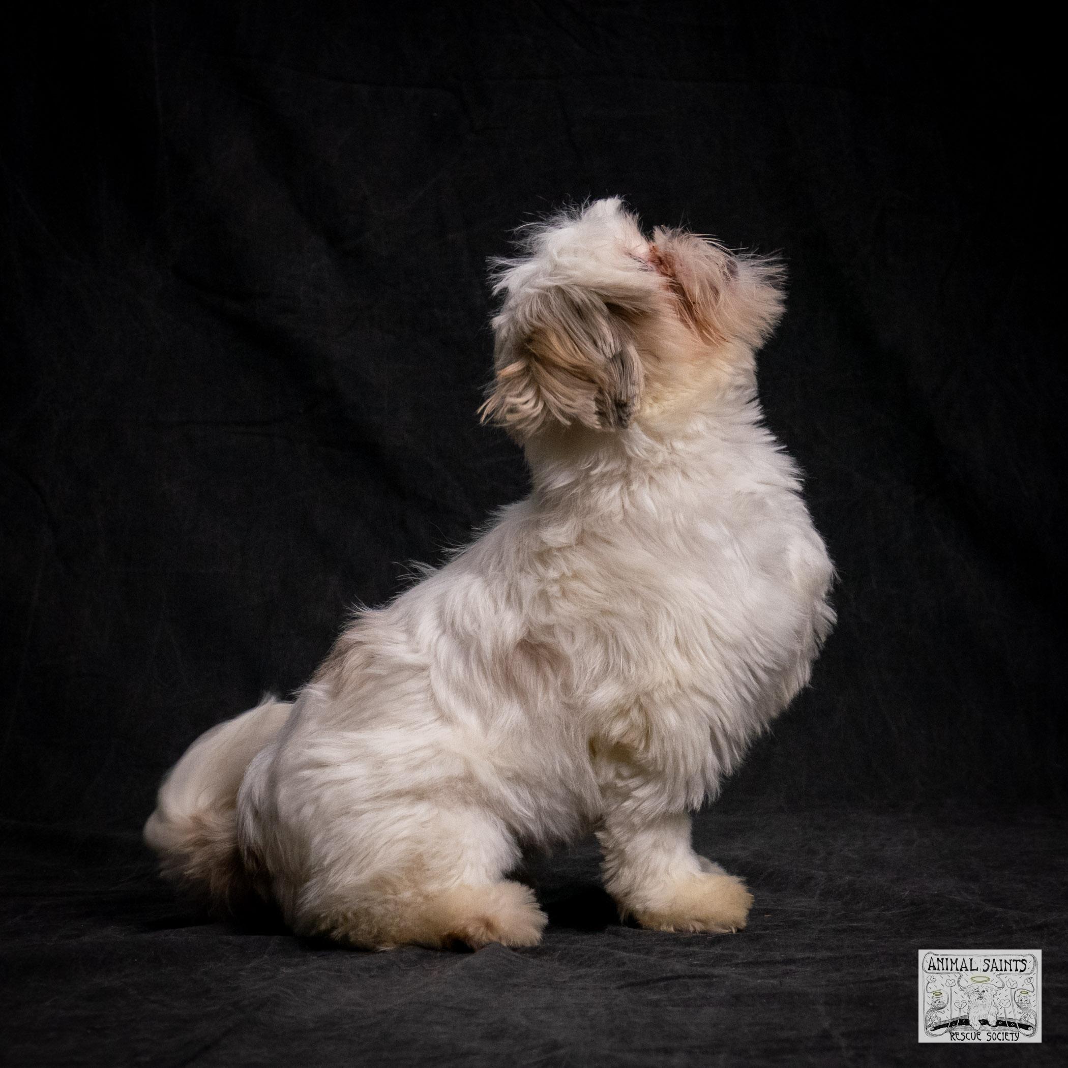 Lolita, a Adoptable mixed breed in Fort Montgomery, NY image 4/6