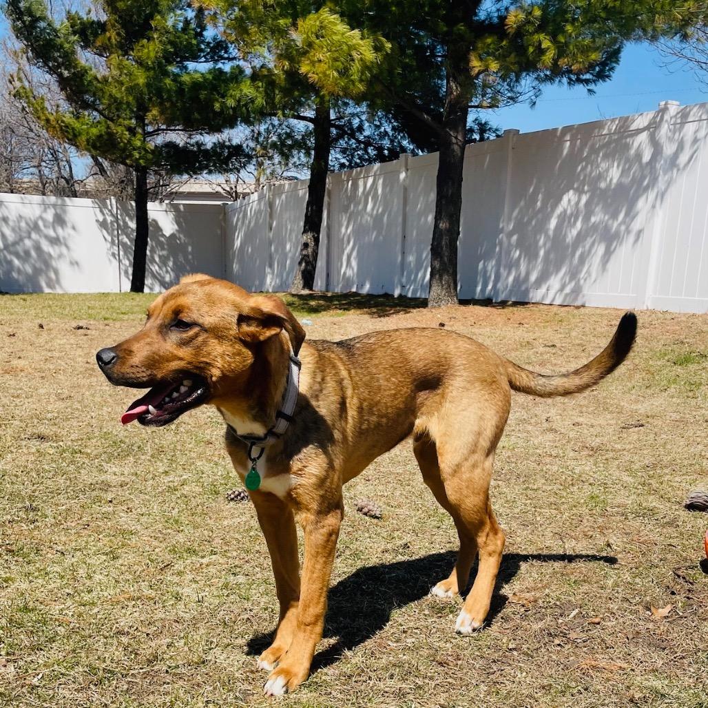 Gromit, Adoptable, Young Male Mixed Breed.