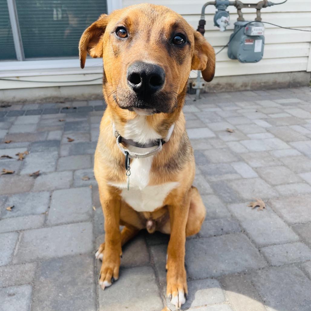Enlarge Gromit, a Adoptable Mixed Breed in Monticello, MN image 2/6