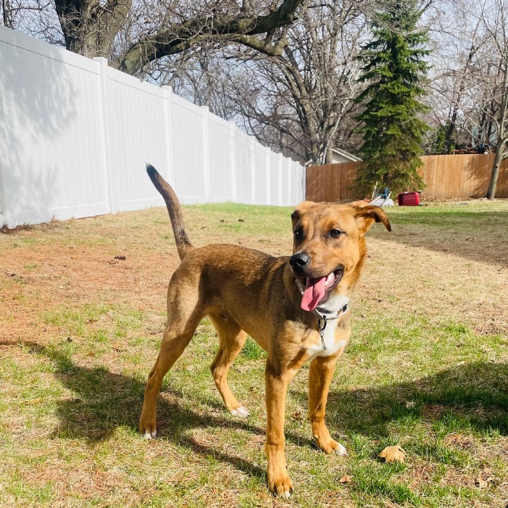 Enlarge Gromit, a Adoptable Mixed Breed in Monticello, MN image 3/6