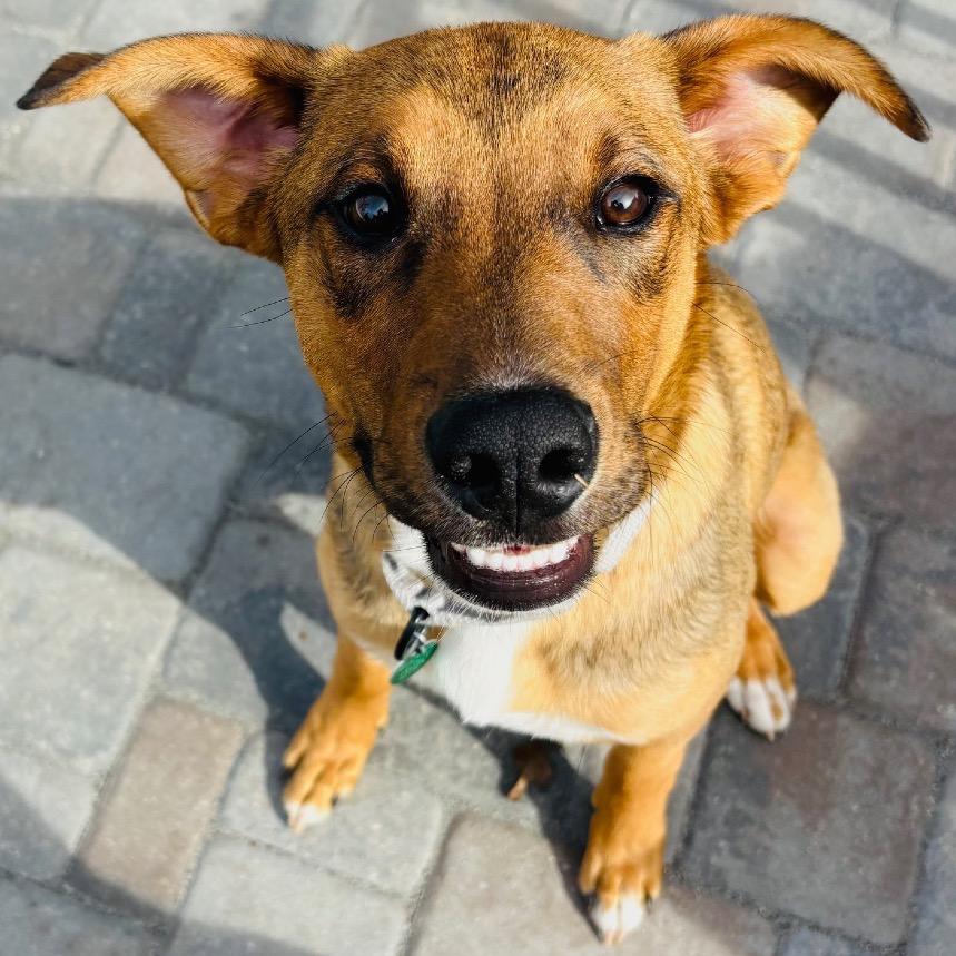 Enlarge Gromit, a Adoptable Mixed Breed in Monticello, MN image 4/6