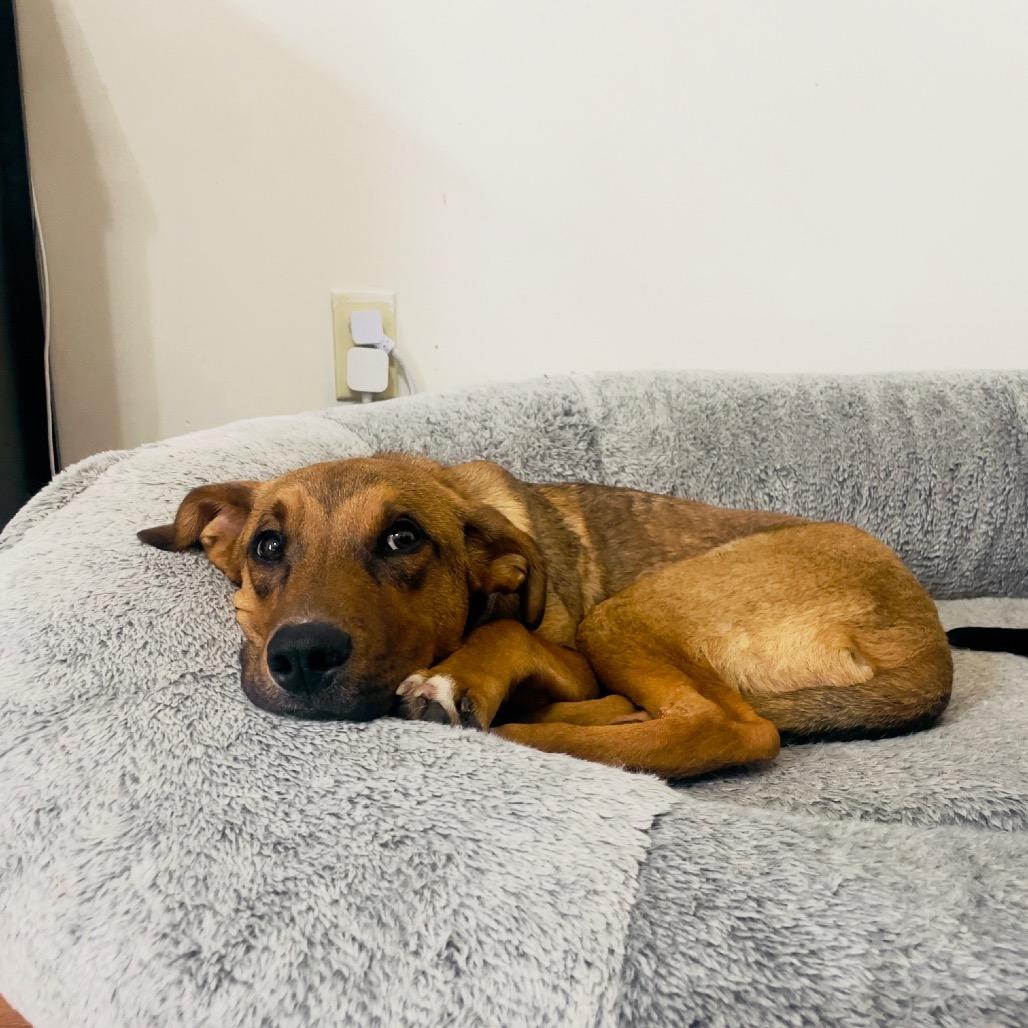 Enlarge Gromit, a Adoptable Mixed Breed in Monticello, MN image 5/6