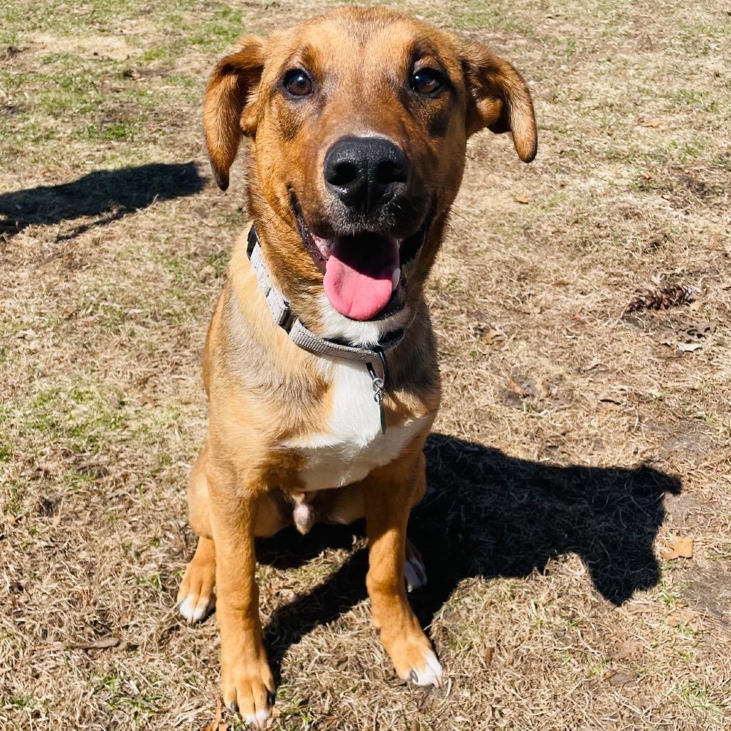 Enlarge Gromit, a Adoptable Mixed Breed in Monticello, MN image 6/6