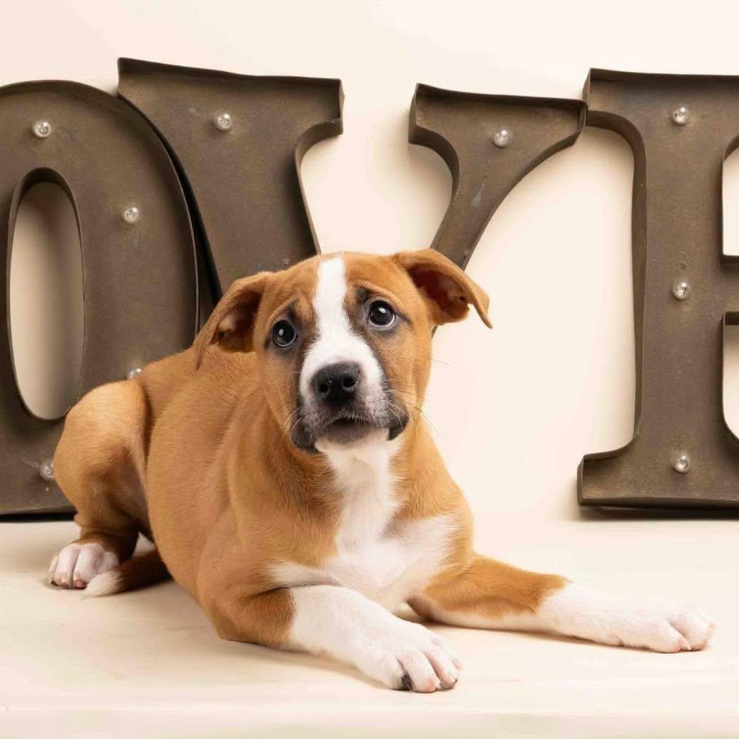 Enlarge Jujube, an adopted mixed breed in Smyrna, GA image 3/5