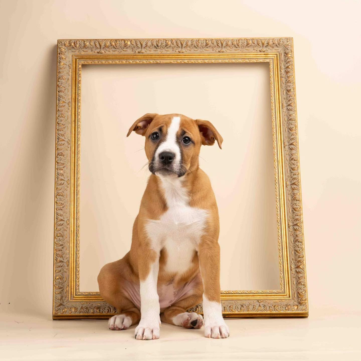 Enlarge Jujube, an adopted mixed breed in Smyrna, GA image 1/5