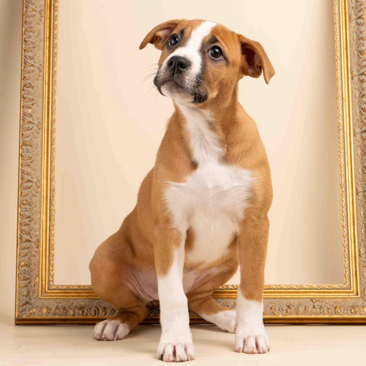 Enlarge Jujube, an adopted mixed breed in Smyrna, GA image 2/5