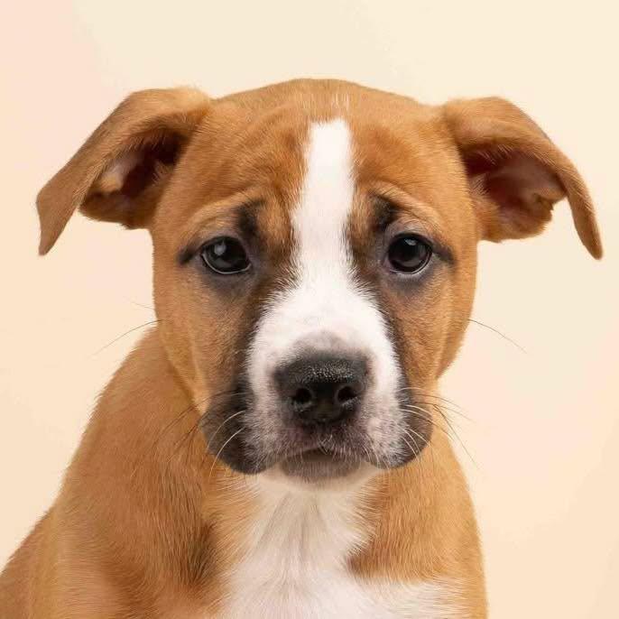 Enlarge Jujube, an adopted mixed breed in Smyrna, GA image 5/5