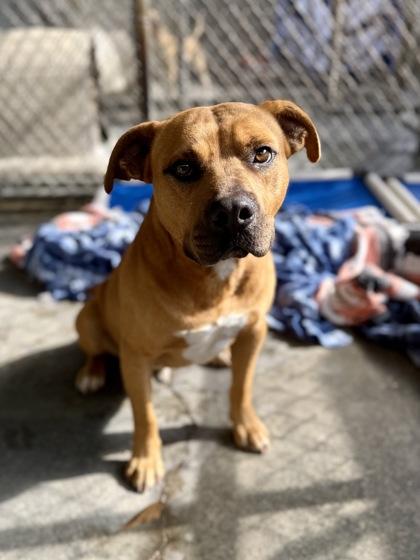 Enlarge Bowser, a Adoptable mixed breed in Picayune, MS image 1/3