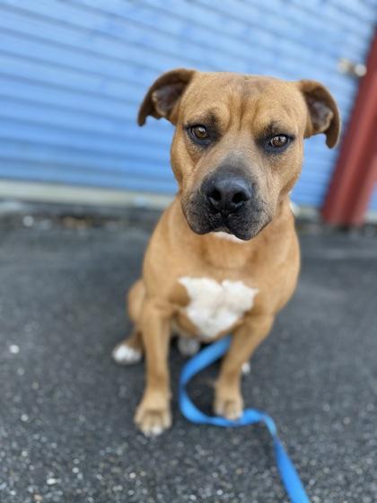 Enlarge Bowser, a Adoptable mixed breed in Picayune, MS image 2/3