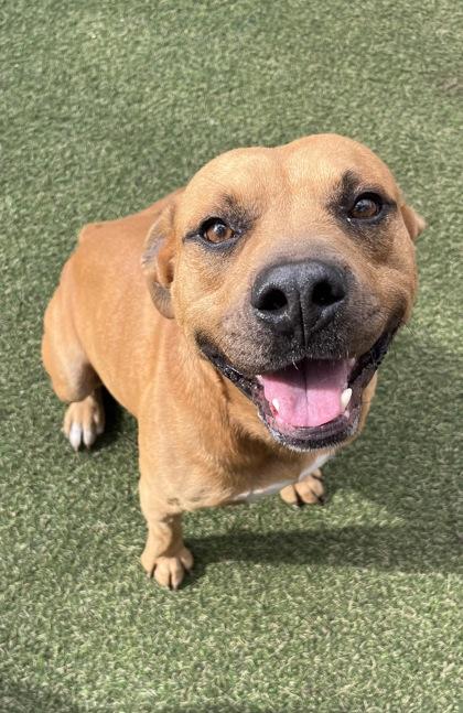 Enlarge Bowser, a Adoptable mixed breed in Picayune, MS image 3/3