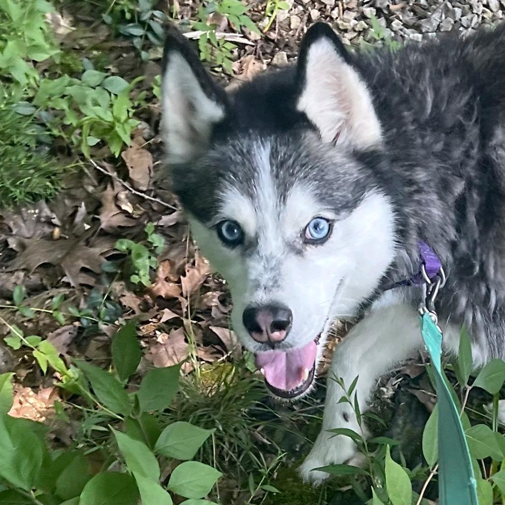 Enlarge Daisy Marie, a Adoptable mixed breed in Columbia Station, OH image 3/6