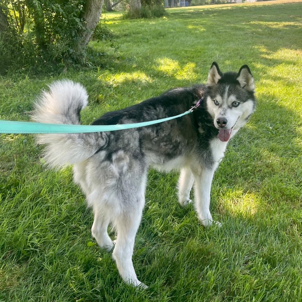 Enlarge Daisy Marie, a Adoptable mixed breed in Columbia Station, OH image 5/6