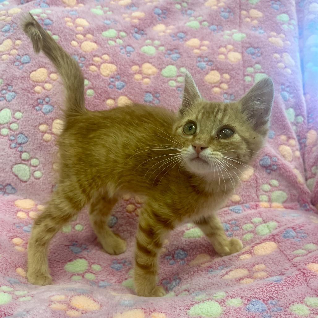 Enlarge Danny, a Adoptable Domestic Medium Hair in Park City, UT image 1/1