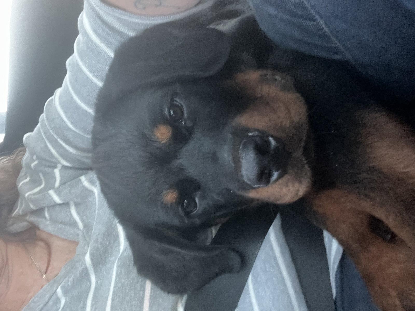 Enlarge Trooper, a Adopted Rottweiler in Mooresville, NC image 1/1