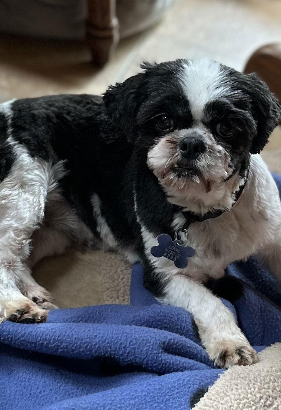 Enlarge Betty B 4293, a Adopted Shih Tzu in Pickering, ON image 1/3