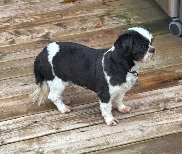 Enlarge Betty B 4293, a Adopted Shih Tzu in Pickering, ON image 2/3