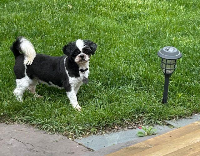 Enlarge Betty B 4293, a Adopted Shih Tzu in Pickering, ON image 3/3