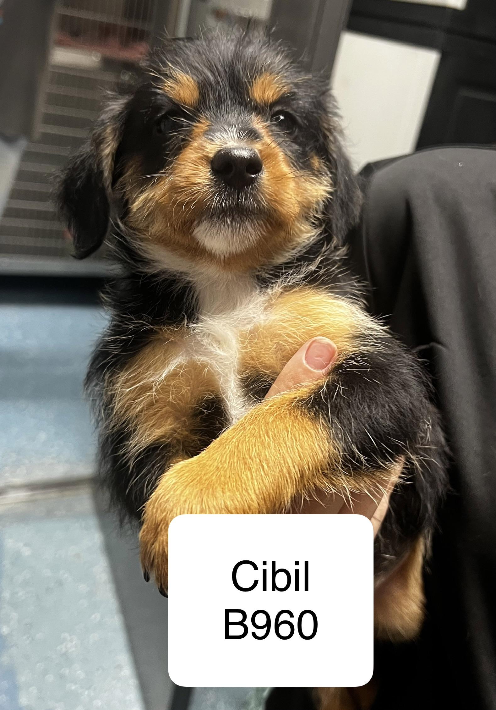 Enlarge Cibil, a ADOPTABLE mixed breed in Morganton, NC image 1/1