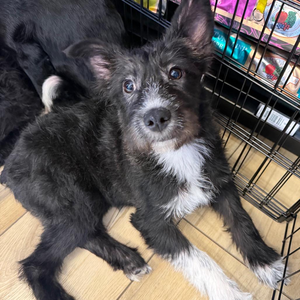 Hashbrown, Adoptable, Puppy Female Terrier.