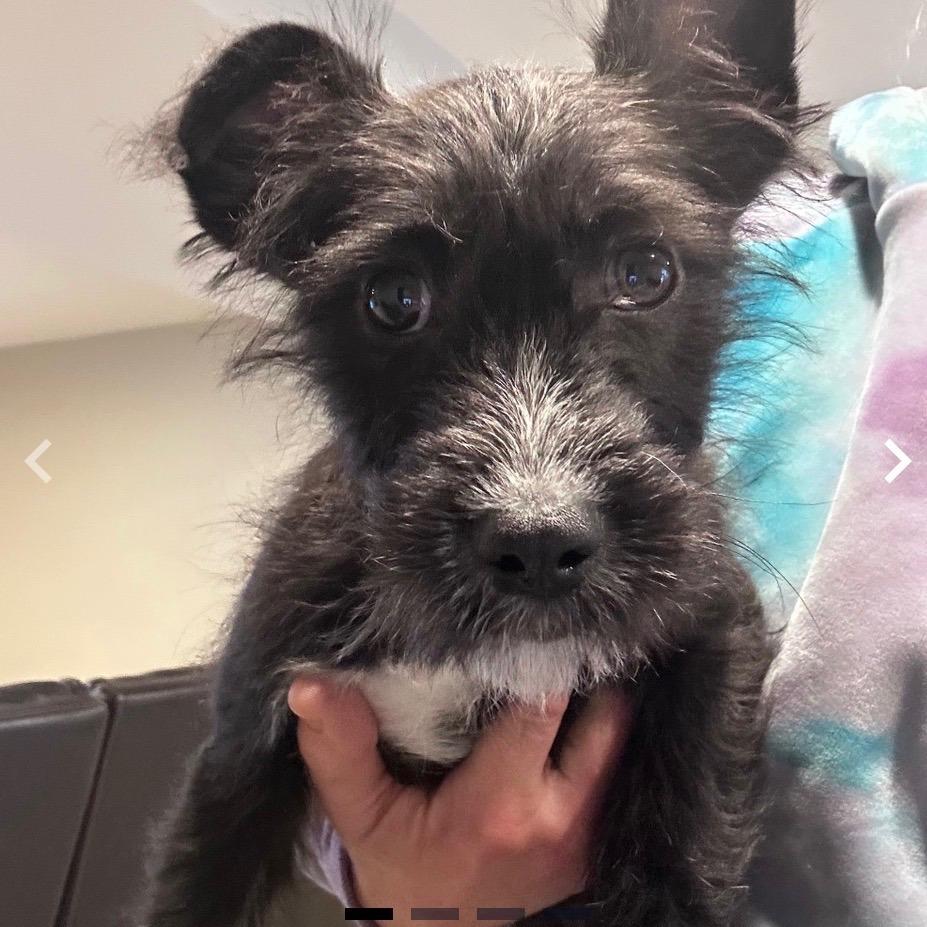 Enlarge Hashbrown, a Adoptable Terrier in Rockville, MD image 2/4