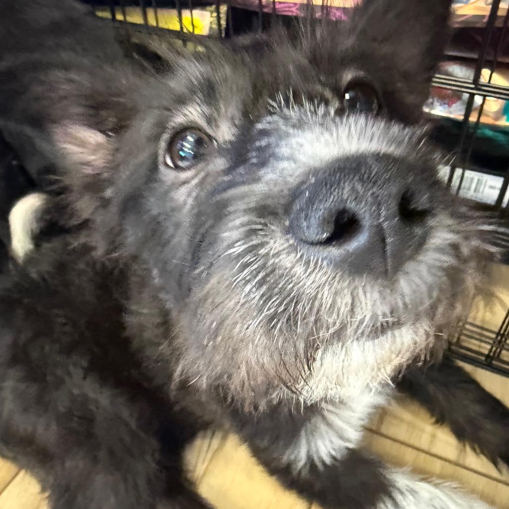 Enlarge Hashbrown, a Adoptable Terrier in Rockville, MD image 2/2