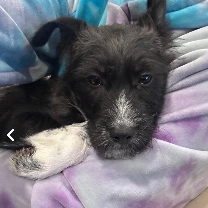 Enlarge Hashbrown, a Adoptable Terrier in Rockville, MD image 4/4