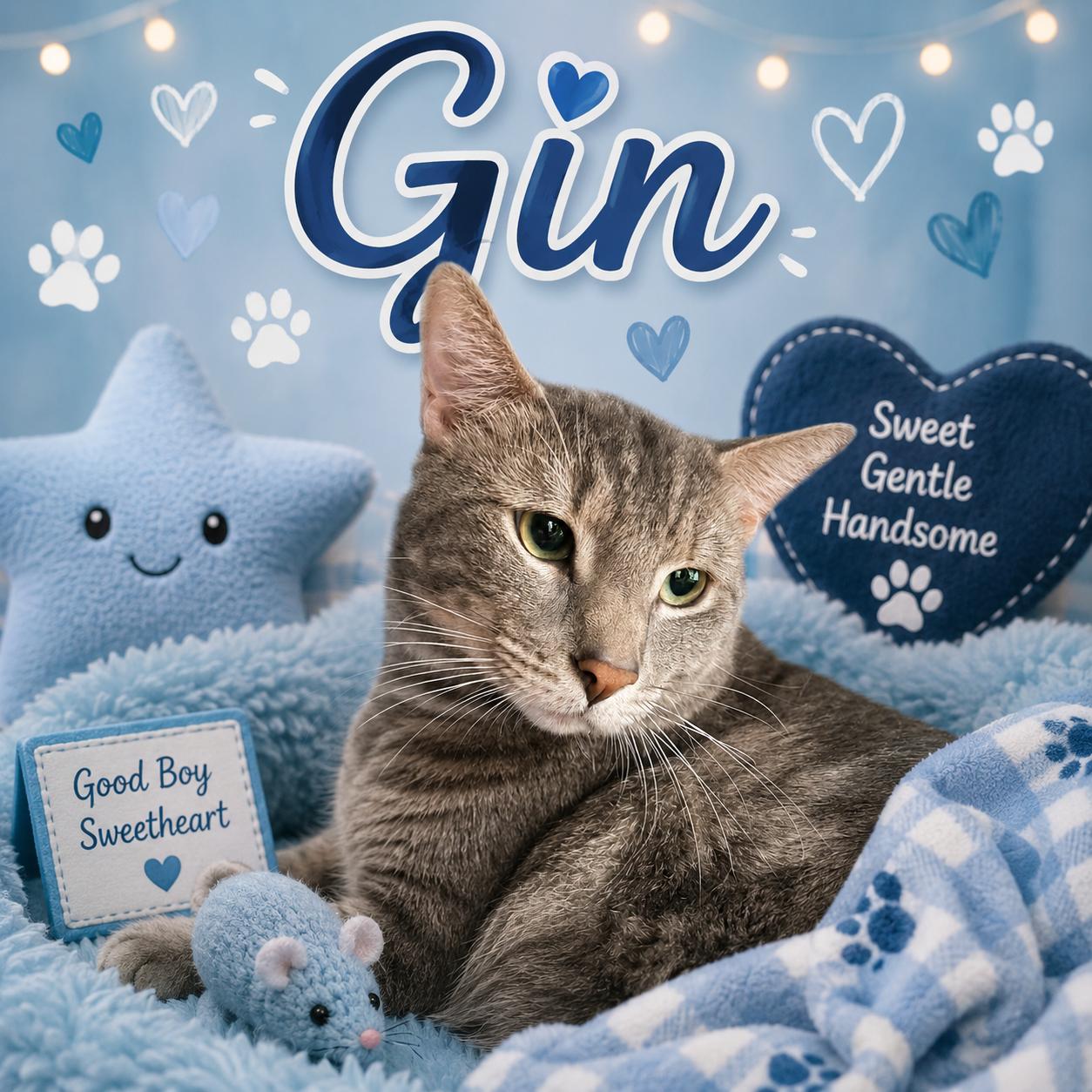 Gin, ADOPTABLE, Young Male Domestic Short Hair.