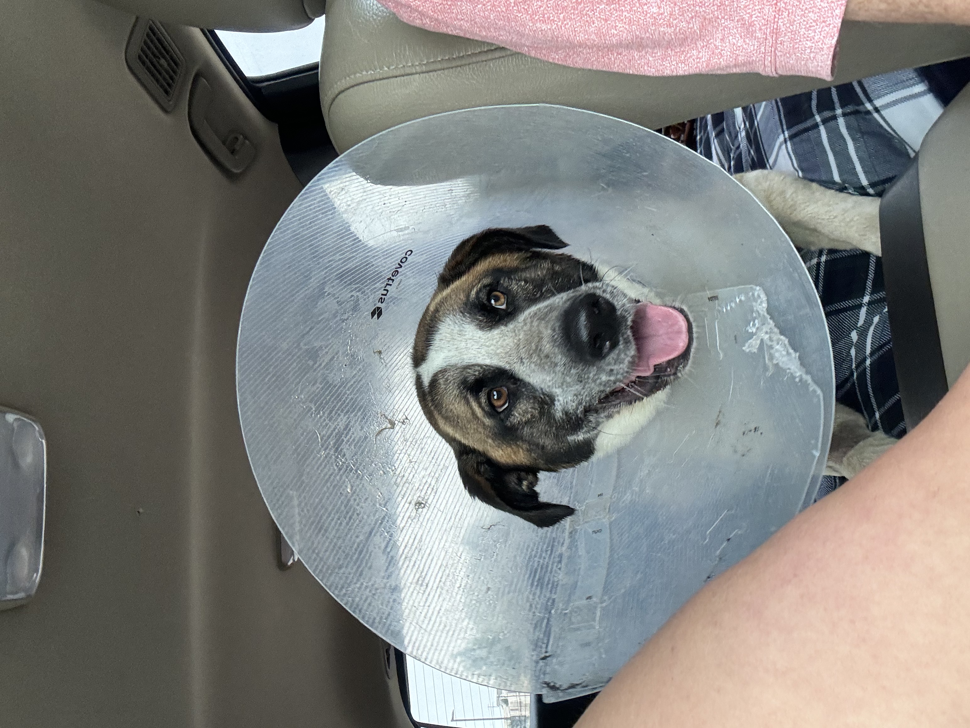 Barnaby Jones, a Adoptable mixed breed in Magnolia, TX image 5/6