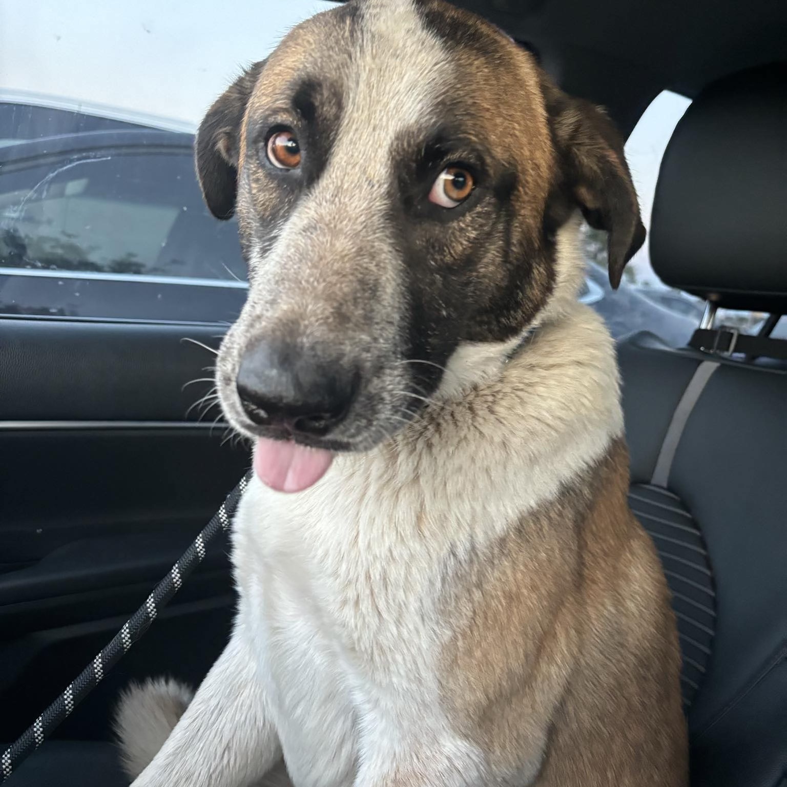 Barnaby Jones, Adoptable, Adult Male Great Pyrenees & Belgian Shepherd / Malinois.