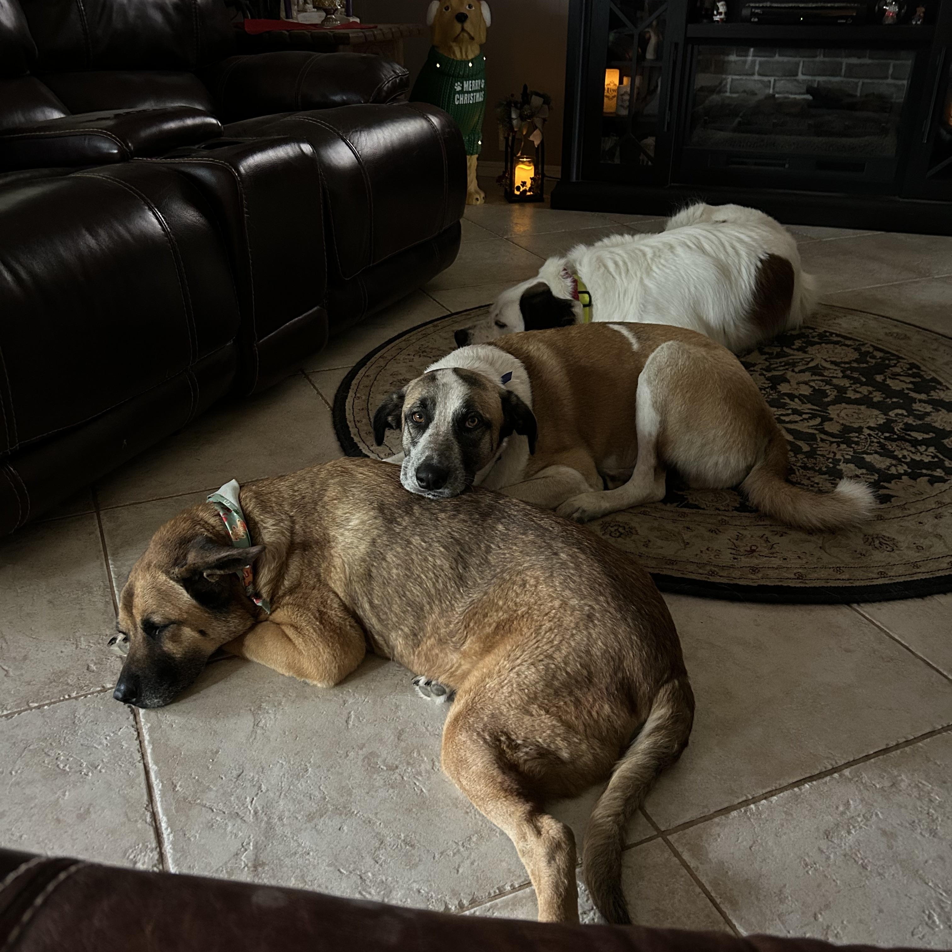 Barnaby Jones, a Adoptable mixed breed in Magnolia, TX image 4/6
