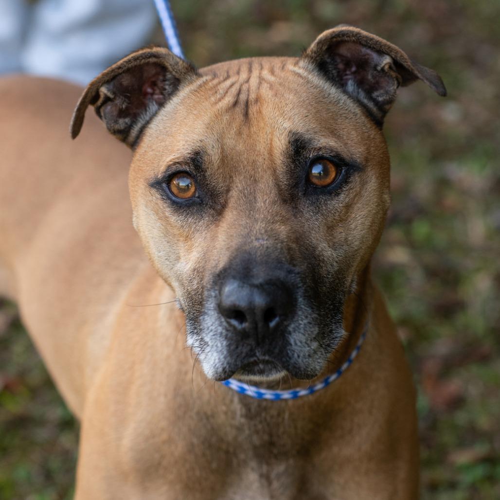 Enlarge SCOOBYDOO-30254, a Adoptable mixed breed in Bartlett, TN image 1/2