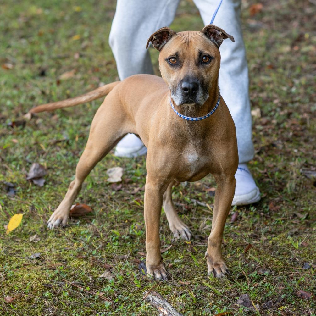 Enlarge SCOOBYDOO-30254, a Adoptable mixed breed in Bartlett, TN image 2/2