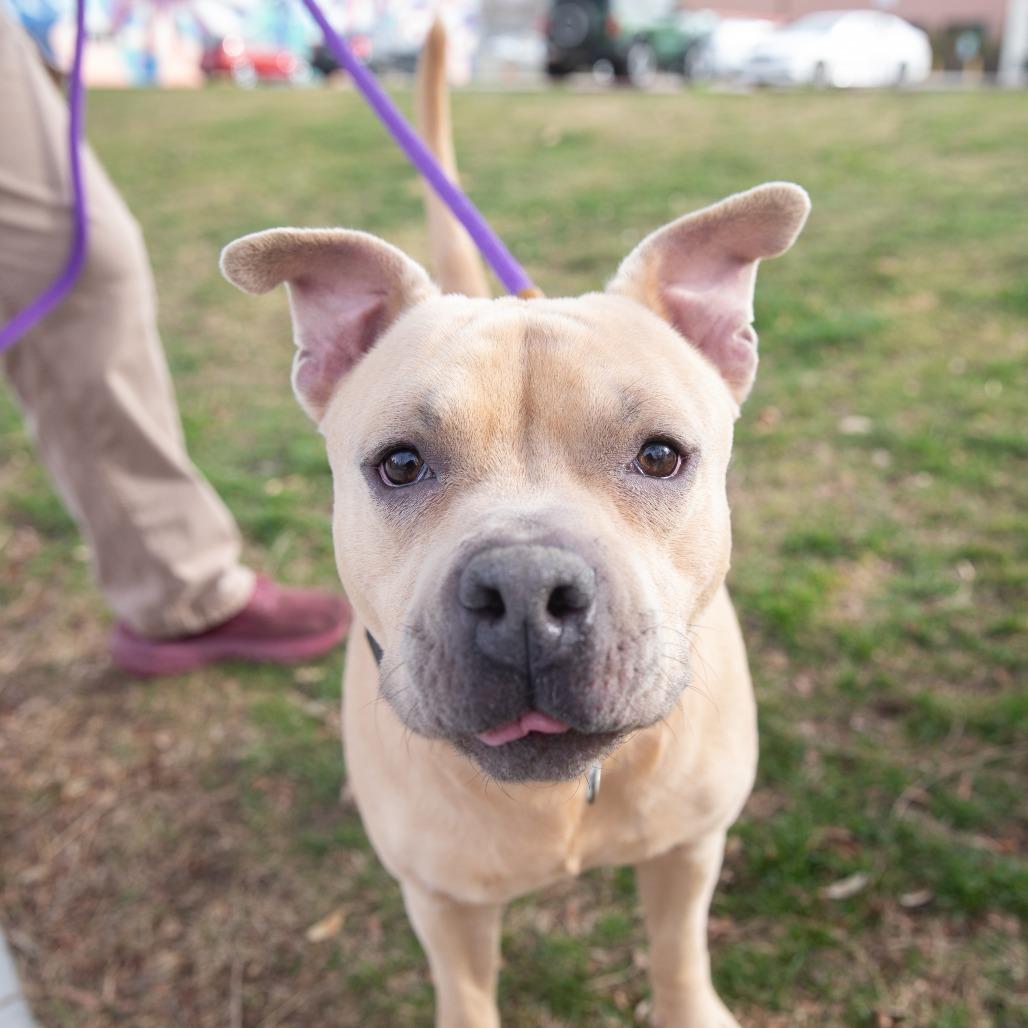McLovin, Adoptable, Adult Male Mixed Breed & Pit Bull Terrier.