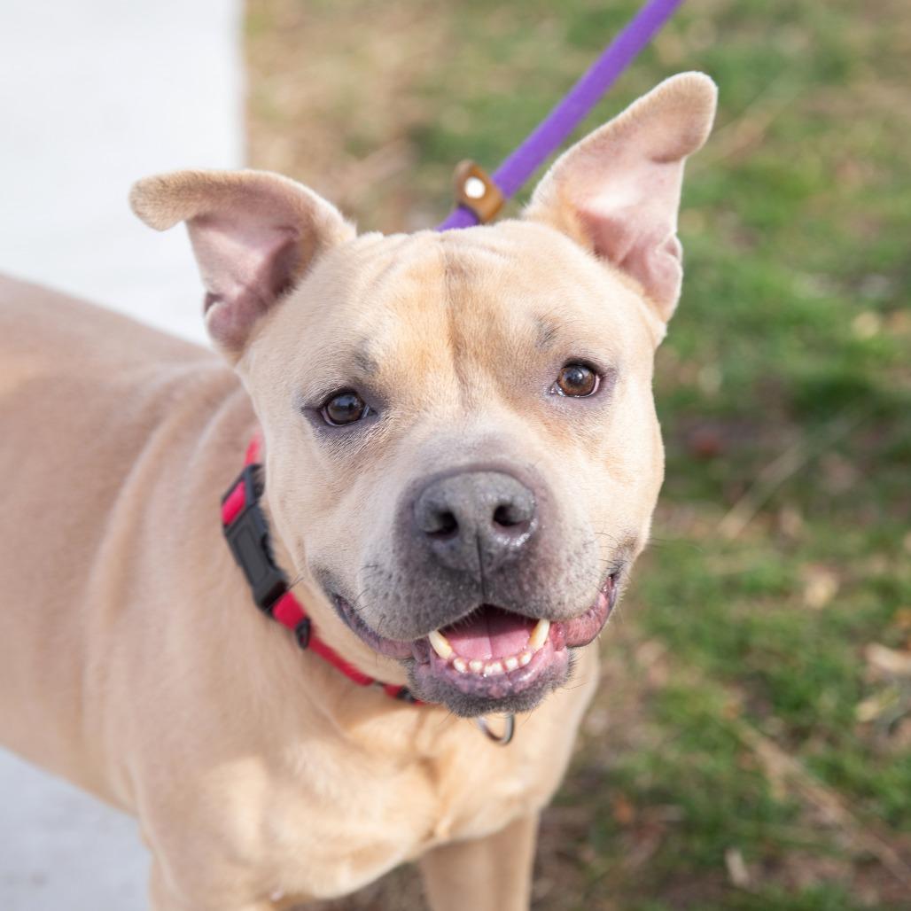 Enlarge McLovin, a Adoptable mixed breed in Salt Lake City, UT image 2/6