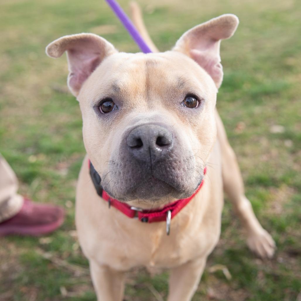 Enlarge McLovin, a Adoptable mixed breed in Salt Lake City, UT image 3/6