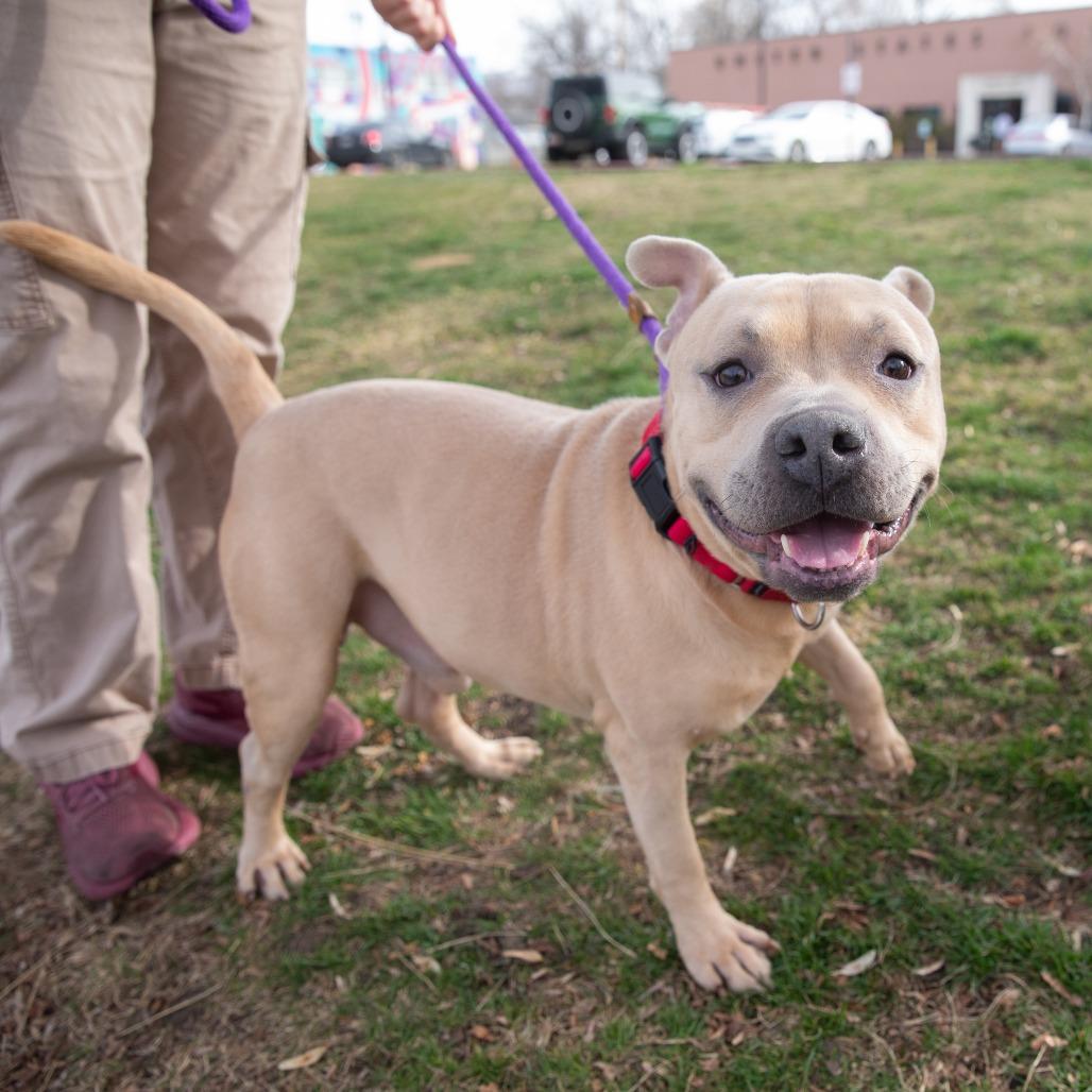 Enlarge McLovin, a Adoptable mixed breed in Salt Lake City, UT image 4/6