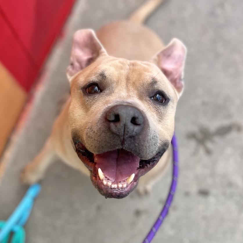 Enlarge McLovin, a Adoptable mixed breed in Salt Lake City, UT image 5/6